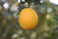 Thumb orange 3333586 960 720
